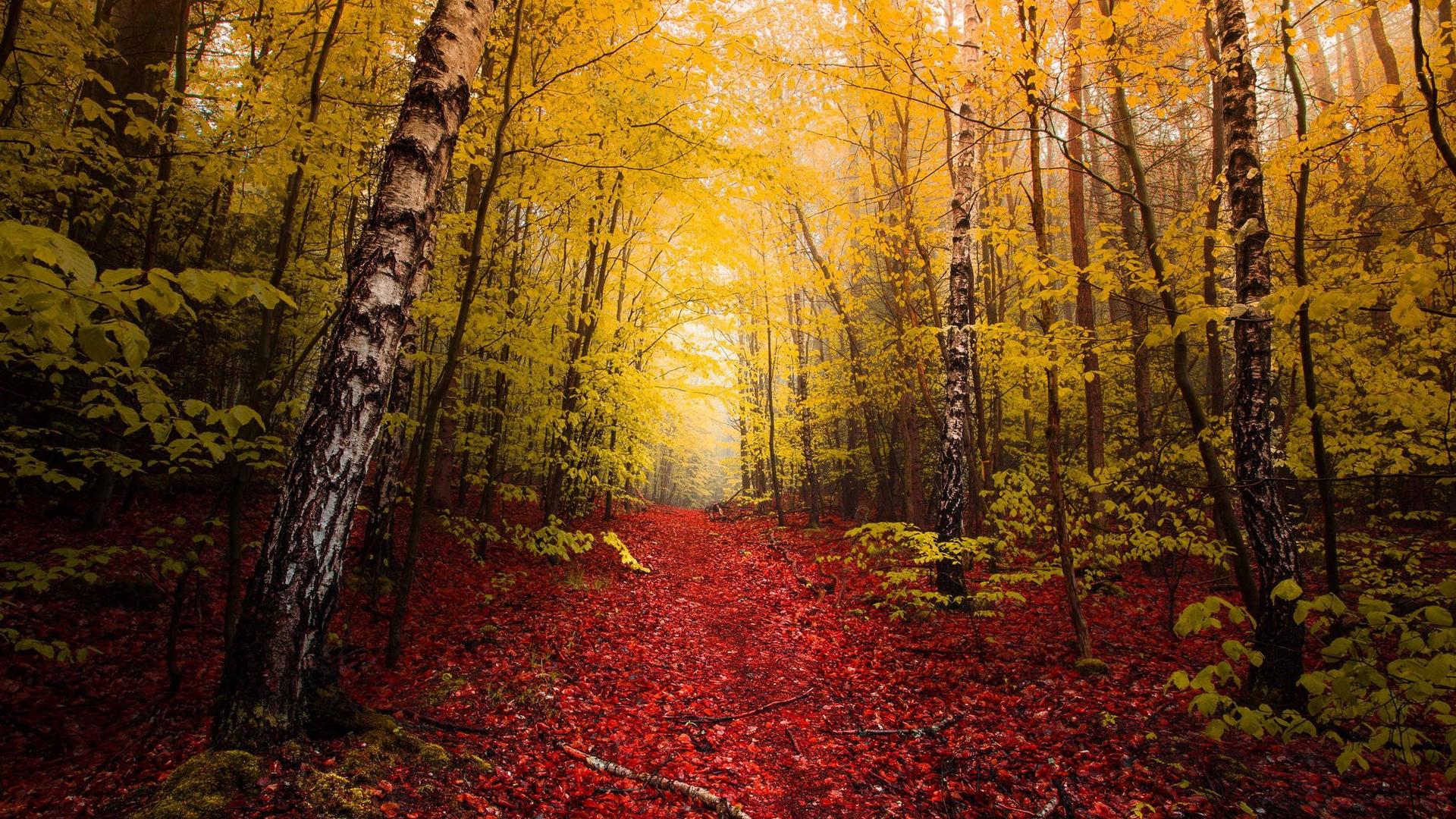 Autumn HD Wallpapers Full HD Free Download