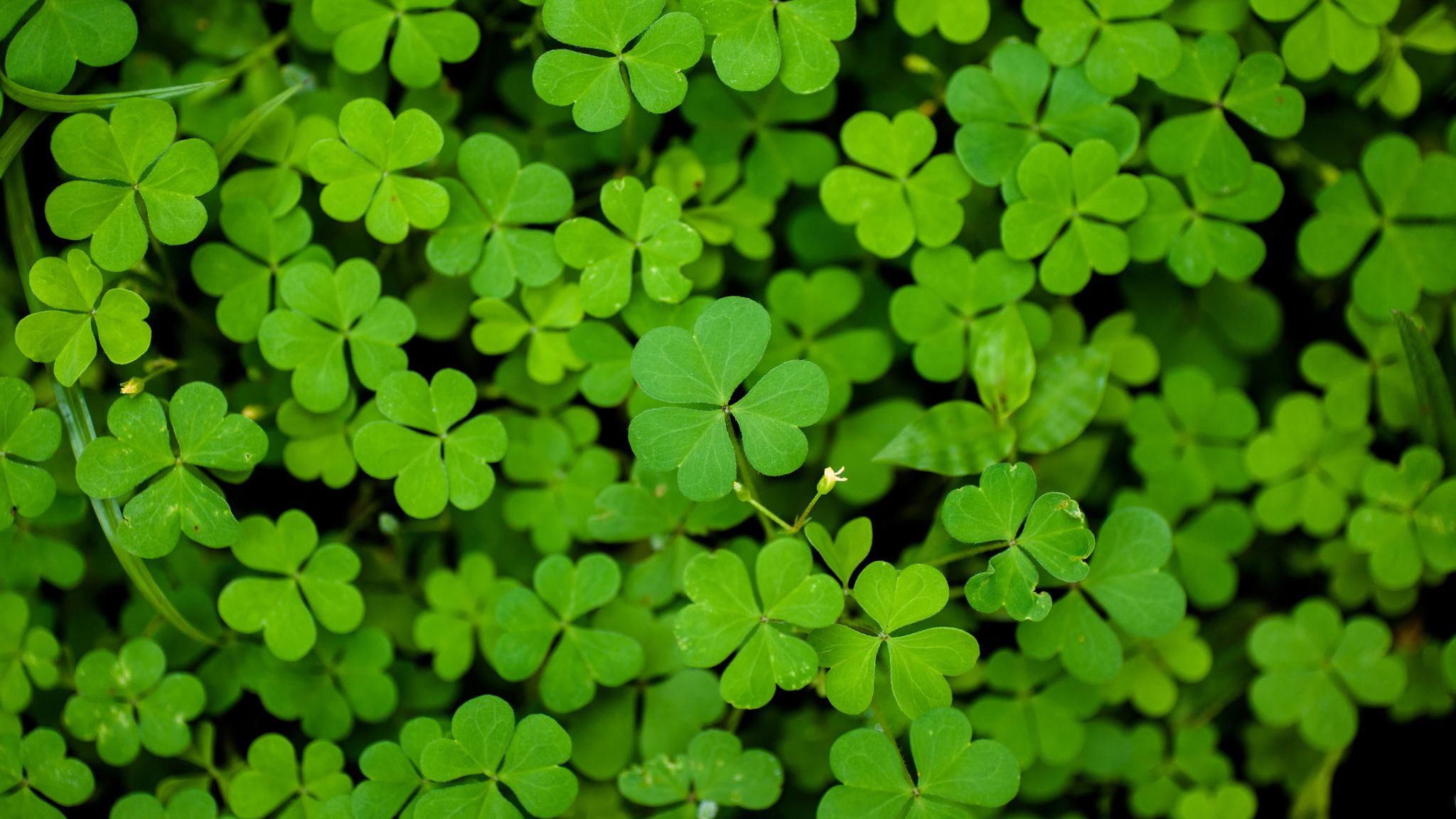 Clover HD Wallpapers Free Download