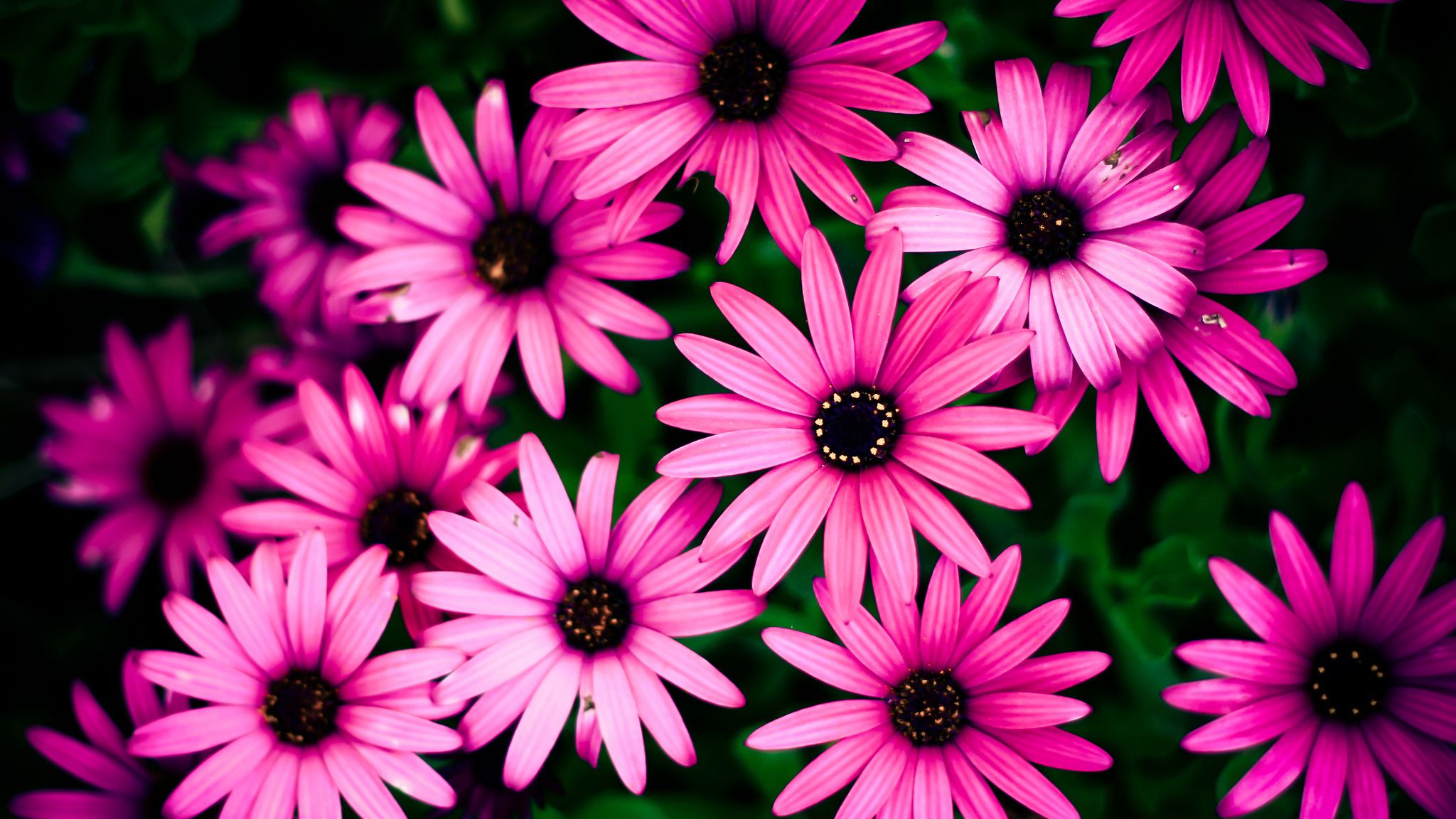Daisy Flowers Wallpaper Full HD Free Download