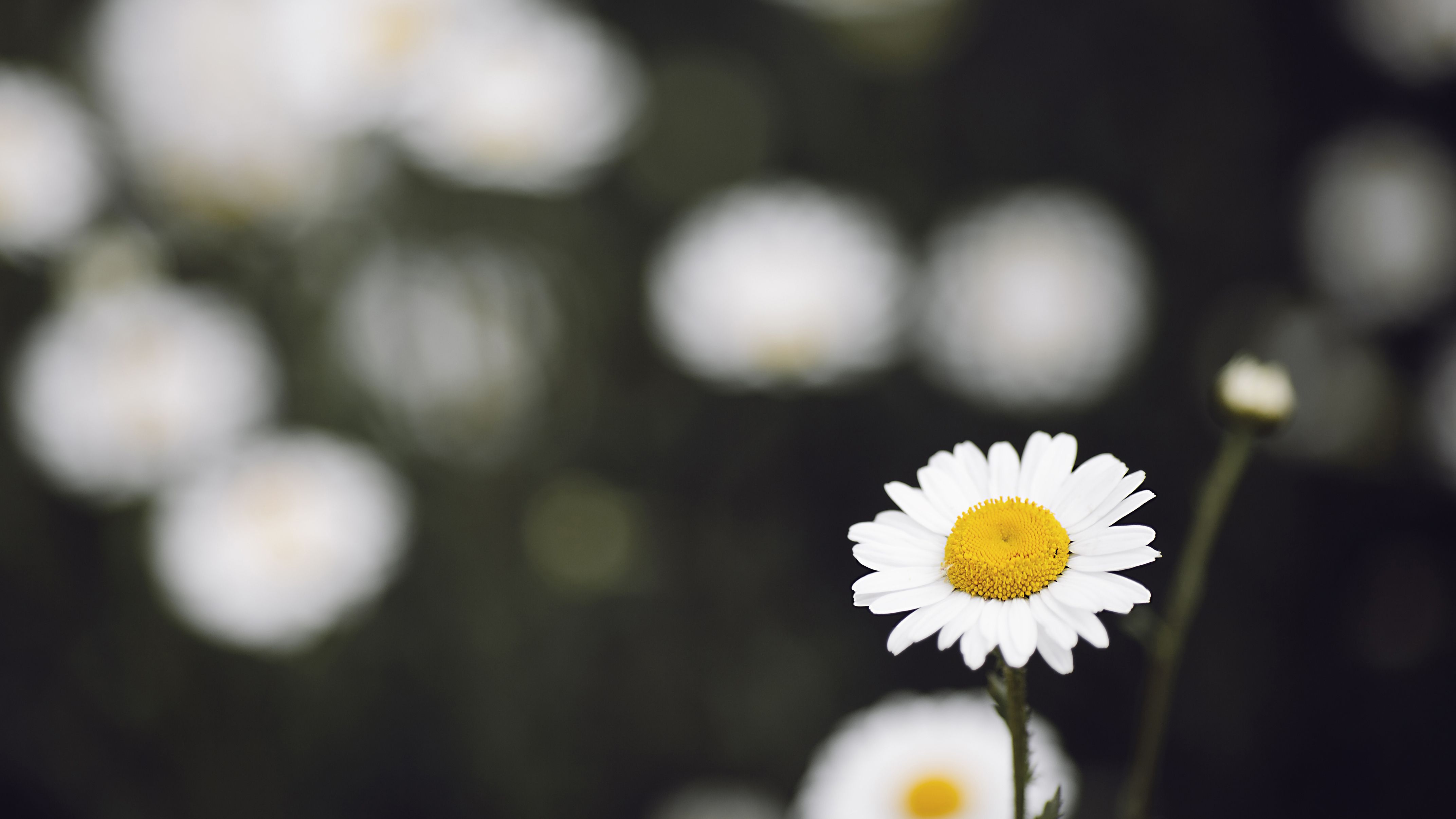 Daisy Flowers Wallpaper Full HD Free Download