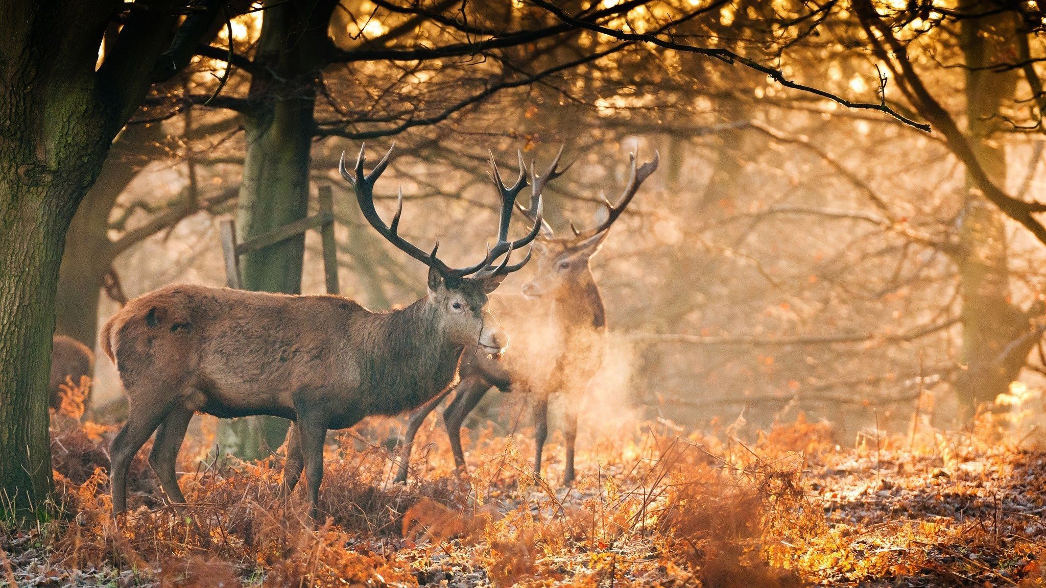 Anime Wilderness: 4K Wallpaper for PC - Majestic Deer in Nature - Free  Download