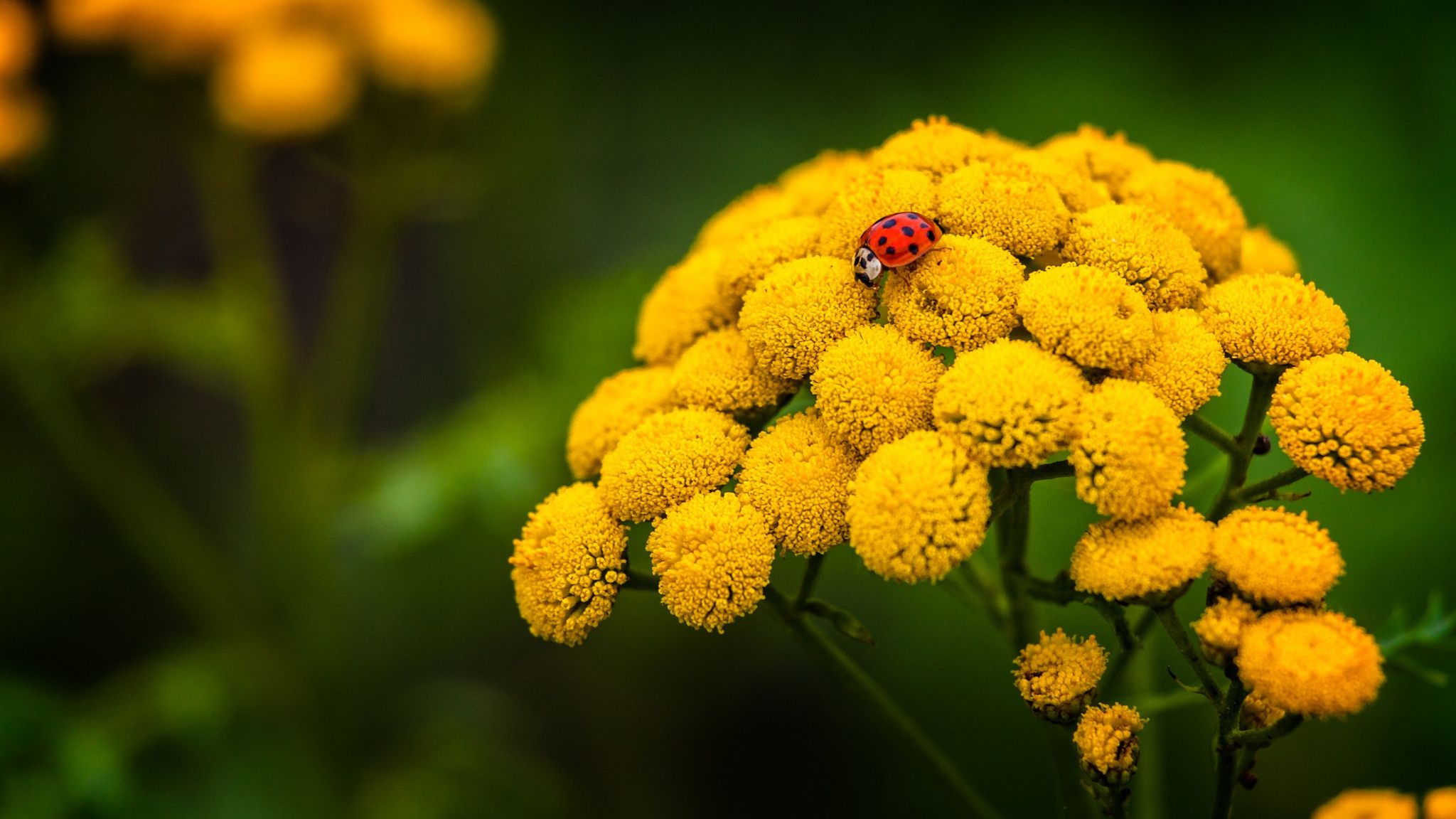 LazyBUG and Flowers Wallpaper Full HD Free Download