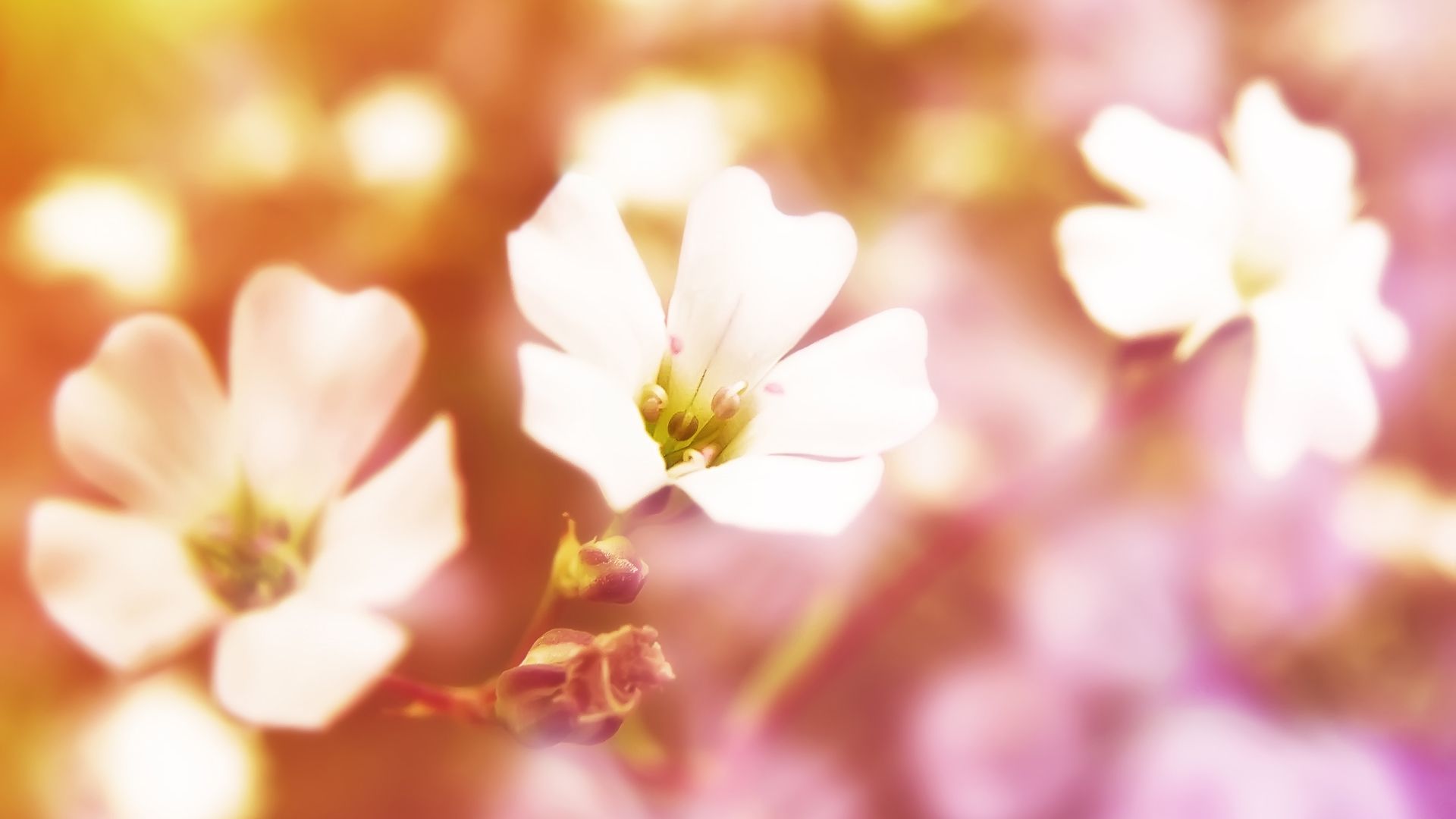 22 Beautiful Flower Wallpapers