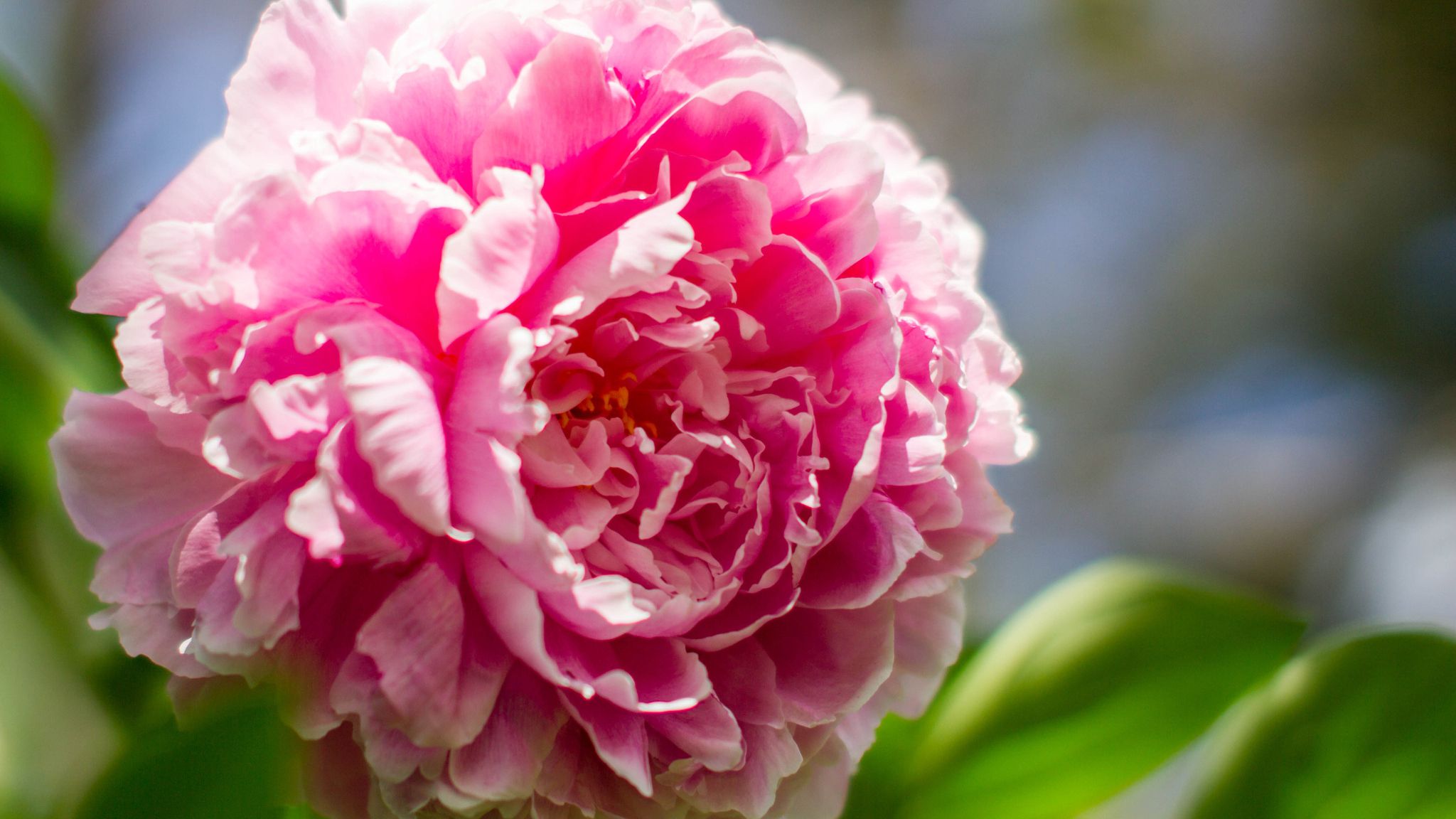 Peony Flowers HD Wallpapers Free Download