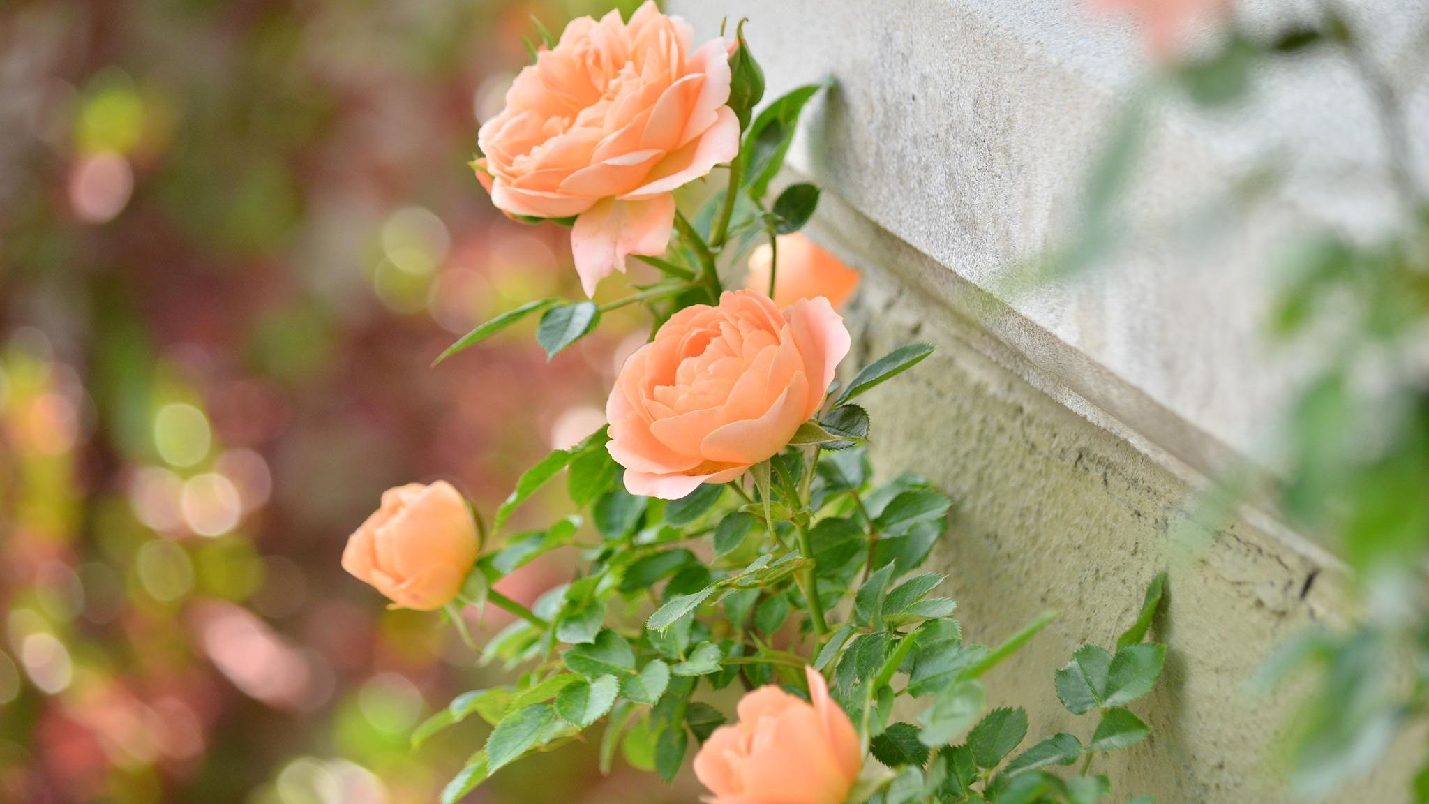 Rose Flowers Best Nice Wallpaper Full HD Free Download