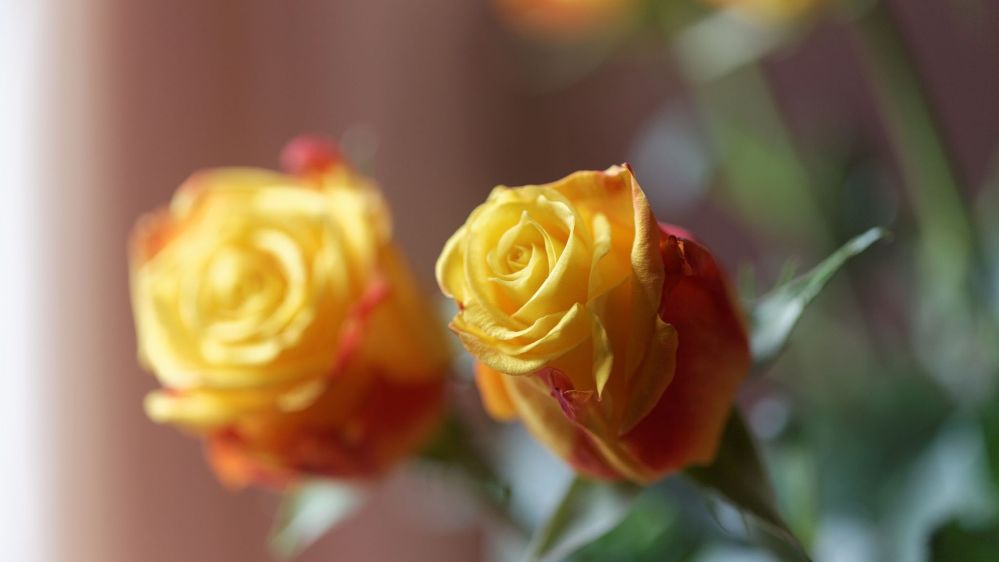 Rose Flowers Best Nice Wallpaper Full HD Free Download