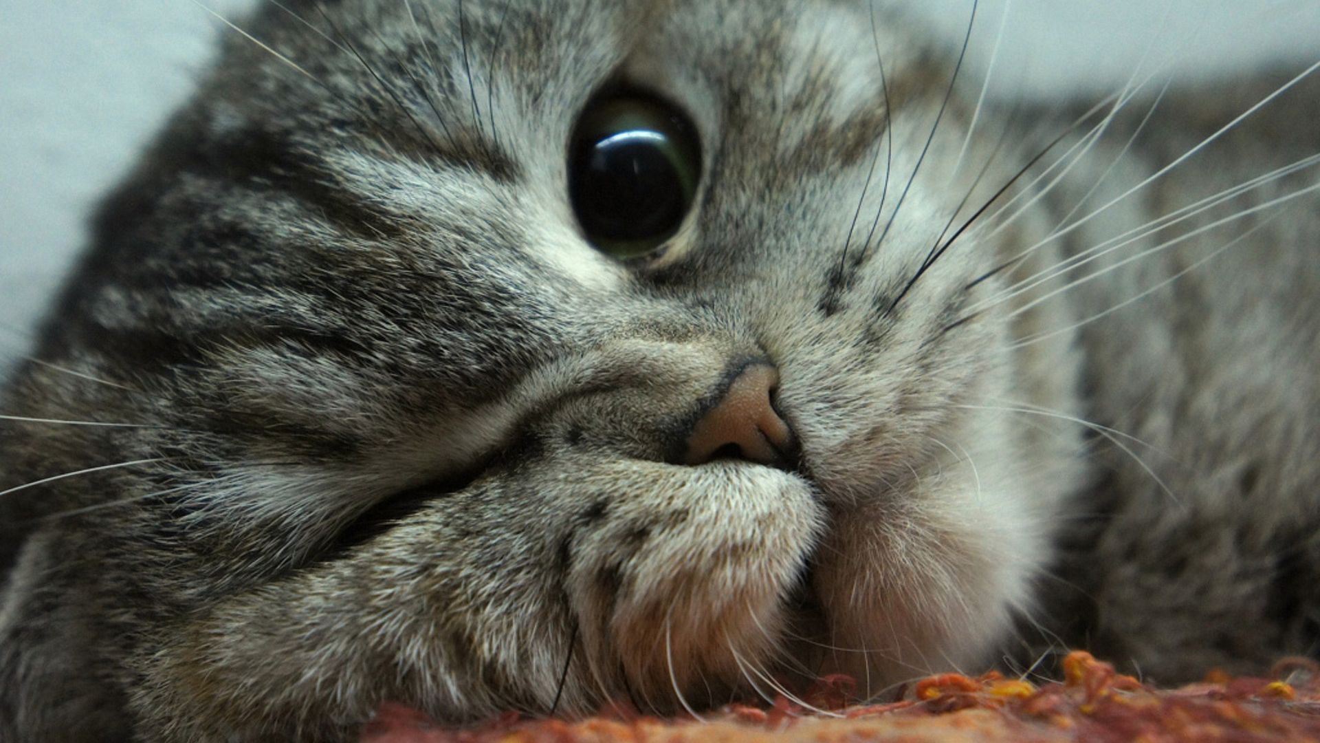 So Cute CAT Wallpaper Full HD Free Download