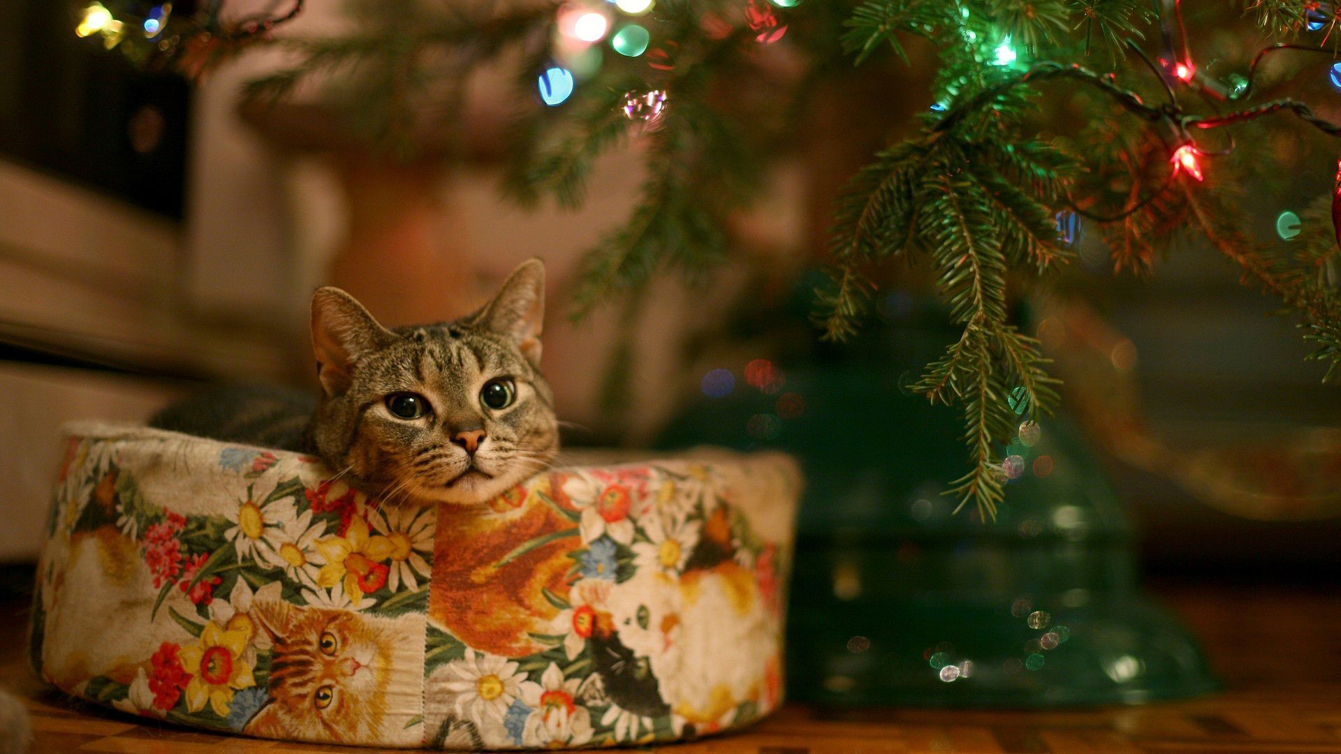 So Cute CAT Wallpaper Full HD Free Download